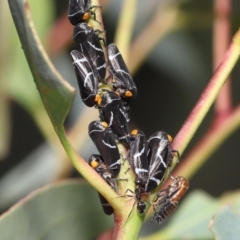 Eurymeloides bicincta at Acton, ACT - 31 Dec 2021