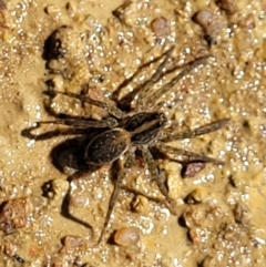 Dolomedes sp. (genus) (Fishing spider) at Coree, ACT - 3 Jan 2022 by trevorpreston