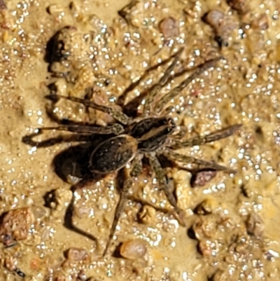 Dolomedes sp. (genus) (Fishing spider) at Coree, ACT - 2 Jan 2022 by tpreston