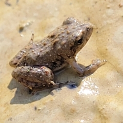 Crinia sp. (genus) (A froglet) at Coree, ACT - 2 Jan 2022 by trevorpreston