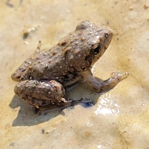 Crinia sp. (genus) at Coree, ACT - 3 Jan 2022