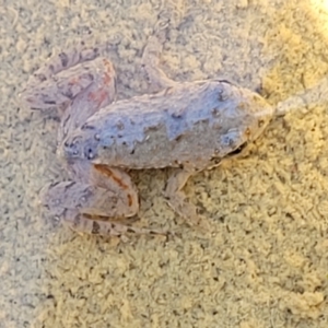 Crinia sp. (genus) at Coree, ACT - 3 Jan 2022