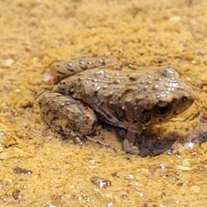 Crinia sp. (genus) at Coree, ACT - 3 Jan 2022