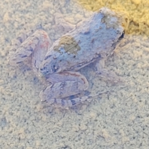 Crinia sp. (genus) at Coree, ACT - 3 Jan 2022