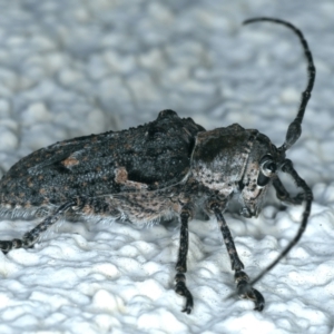 Rhytiphora nodosa at Ainslie, ACT - 24 Dec 2021