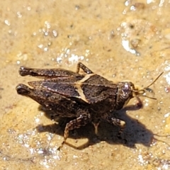 Tetrigidae (family) (Pygmy grasshopper) at Coree, ACT - 3 Jan 2022 by trevorpreston