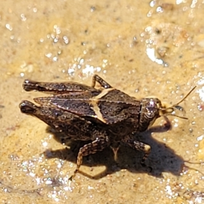Tetrigidae (family) (Pygmy grasshopper) at Coree, ACT - 2 Jan 2022 by tpreston