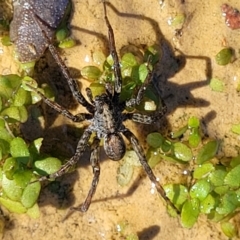 Dolomedes (genus) (Fishing spider) at Coree, ACT - 3 Jan 2022 by trevorpreston