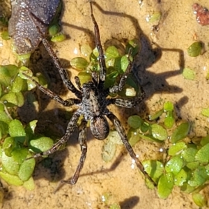 Dolomedes sp. (genus) at Coree, ACT - 3 Jan 2022