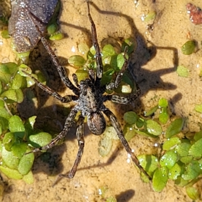 Dolomedes sp. (genus) (Fishing spider) at Coree, ACT - 3 Jan 2022 by trevorpreston