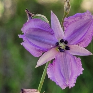 Arthropodium fimbriatum at Coree, ACT - 3 Jan 2022