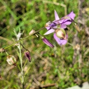 Arthropodium fimbriatum at Coree, ACT - 3 Jan 2022 09:43 AM