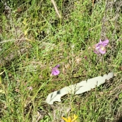 Arthropodium fimbriatum at Coree, ACT - 3 Jan 2022 09:43 AM