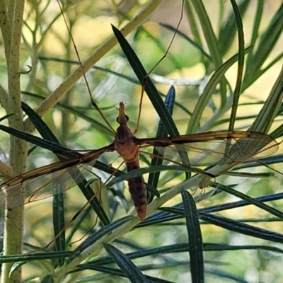 Leptotarsus (Leptotarsus) sp.(genus) (A Crane Fly) at Coree, ACT - 2 Jan 2022 by tpreston