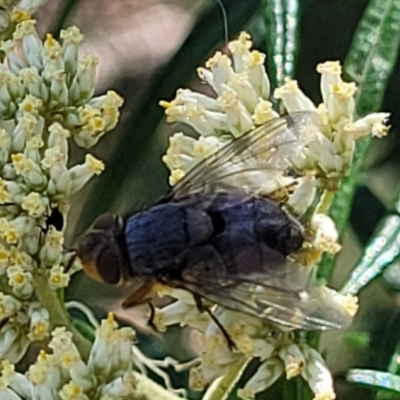 Calliphoridae (family) (Unidentified blowfly) at Coree, ACT - 3 Jan 2022 by trevorpreston