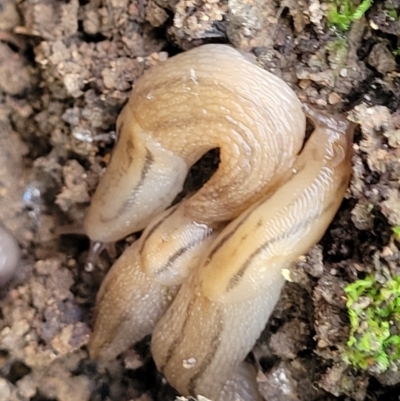 Ambigolimax nyctelia (Striped Field Slug) at Coree, ACT - 2 Jan 2022 by tpreston