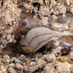 Ambigolimax sp. (valentius and waterstoni) at Coree, ACT - 3 Jan 2022