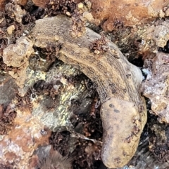 Limax maximus (Leopard Slug, Great Grey Slug) at Coree, ACT - 3 Jan 2022 by trevorpreston