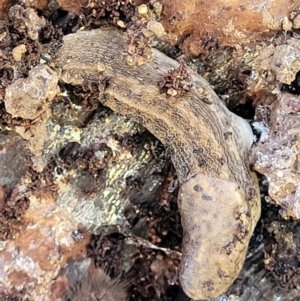 Limax maximus at Coree, ACT - 3 Jan 2022