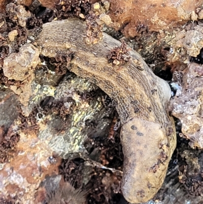 Limax maximus (Leopard Slug, Great Grey Slug) at Coree, ACT - 2 Jan 2022 by tpreston