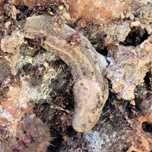 Limax maximus at Coree, ACT - 3 Jan 2022 09:40 AM