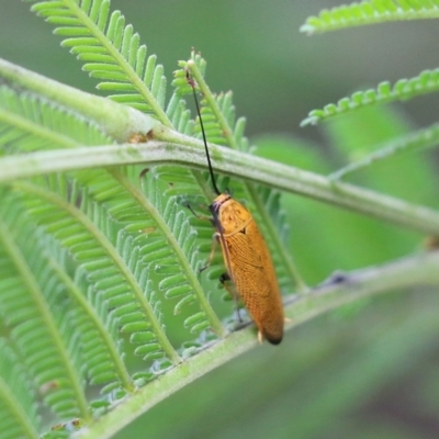 Ellipsidion humerale (Common Ellipsidion) at Pambula Beach, NSW - 2 Jan 2022 by KylieWaldon