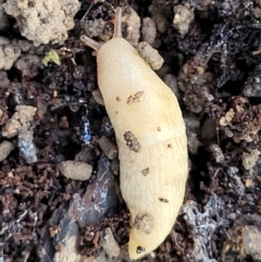 Deroceras reticulatum (Grey Field Slug) at Coree, ACT - 3 Jan 2022 by trevorpreston