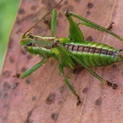 Chlorodectes montanus at Coree, ACT - 3 Jan 2022