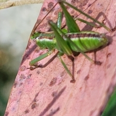 Chlorodectes montanus at Coree, ACT - 3 Jan 2022