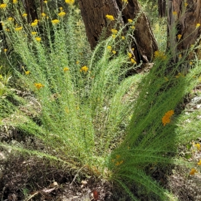 Chrysocephalum semipapposum (Clustered Everlasting) at Coree, ACT - 2 Jan 2022 by tpreston