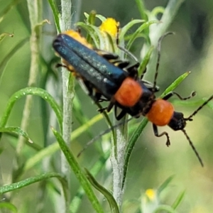 Chauliognathus tricolor at Coree, ACT - 3 Jan 2022