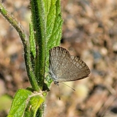 Zizina otis (Common Grass-Blue) at Coree, ACT - 3 Jan 2022 by trevorpreston