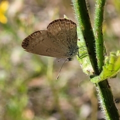 Zizina otis at Coree, ACT - 3 Jan 2022 09:31 AM