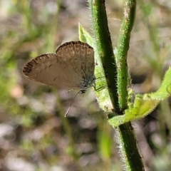 Zizina otis at Coree, ACT - 3 Jan 2022 09:31 AM