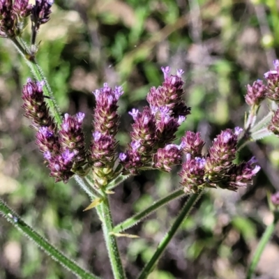 Verbena incompta (Purpletop) at Coree, ACT - 3 Jan 2022 by trevorpreston