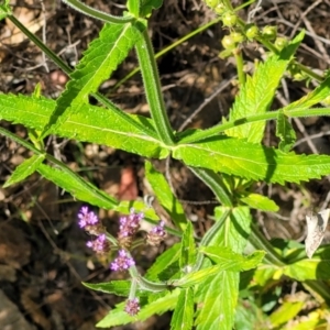 Verbena incompta at Coree, ACT - 3 Jan 2022