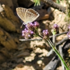 Lampides boeticus at Coree, ACT - 3 Jan 2022