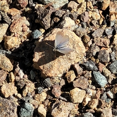 Zizina otis (Common Grass-Blue) at Sherwood Forest - 3 Jan 2022 by trevorpreston