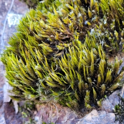 Unidentified Moss, Liverwort or Hornwort at Coree, ACT - 2 Jan 2022 by trevorpreston