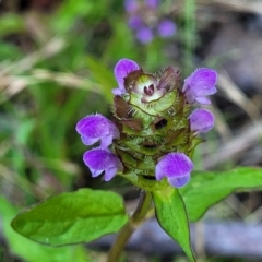 Prunella vulgaris (Self-heal, Heal All) at Coree, ACT - 2 Jan 2022 by tpreston