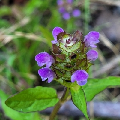 Prunella vulgaris (Self-heal, Heal All) at Coree, ACT - 2 Jan 2022 by tpreston