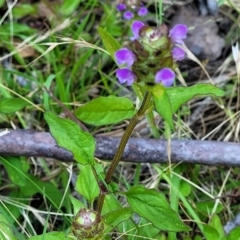 Prunella vulgaris at Coree, ACT - 3 Jan 2022