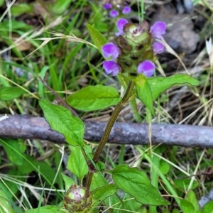 Prunella vulgaris at Coree, ACT - 3 Jan 2022 09:26 AM