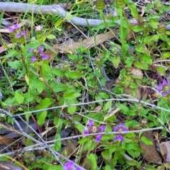 Prunella vulgaris at Coree, ACT - 3 Jan 2022