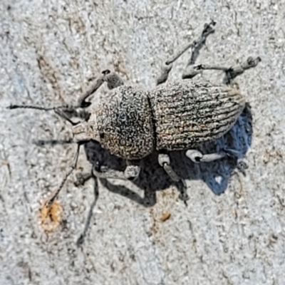 Polyphrades paganus (A weevil) at Coree, ACT - 3 Jan 2022 by trevorpreston