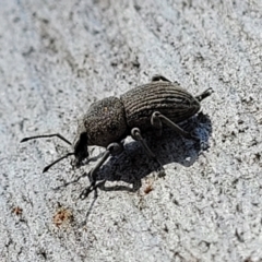 Polyphrades paganus at Coree, ACT - 3 Jan 2022