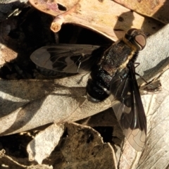 Balaana sp. (genus) (Bee Fly) at Coree, ACT - 3 Jan 2022 by trevorpreston
