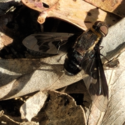 Balaana sp. (genus) (Bee Fly) at Coree, ACT - 3 Jan 2022 by trevorpreston