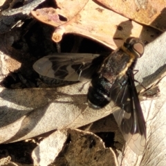 Balaana sp. (genus) at Coree, ACT - 3 Jan 2022 09:19 AM