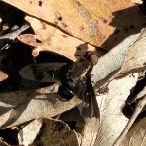 Balaana sp. (genus) at Coree, ACT - 3 Jan 2022 09:19 AM